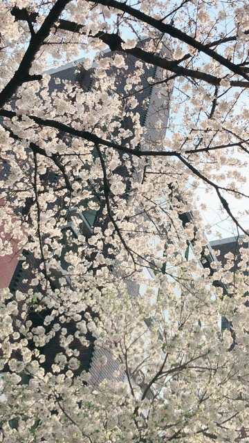 はとバスの桜