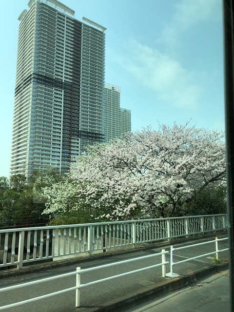 0407晴海の桜