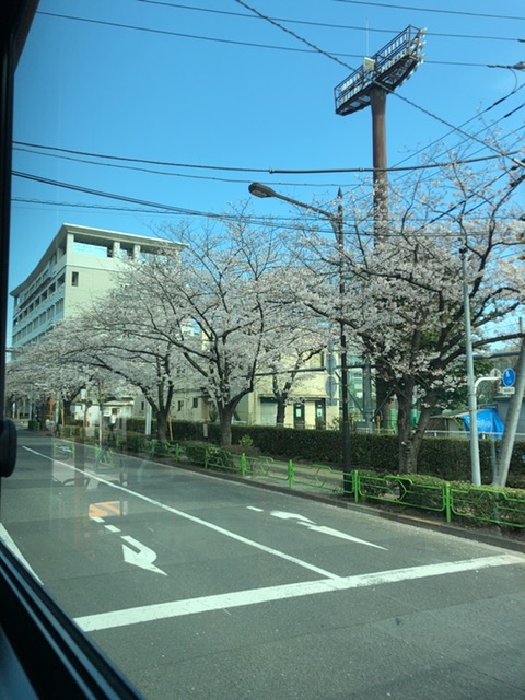 4月1日晴海の桜